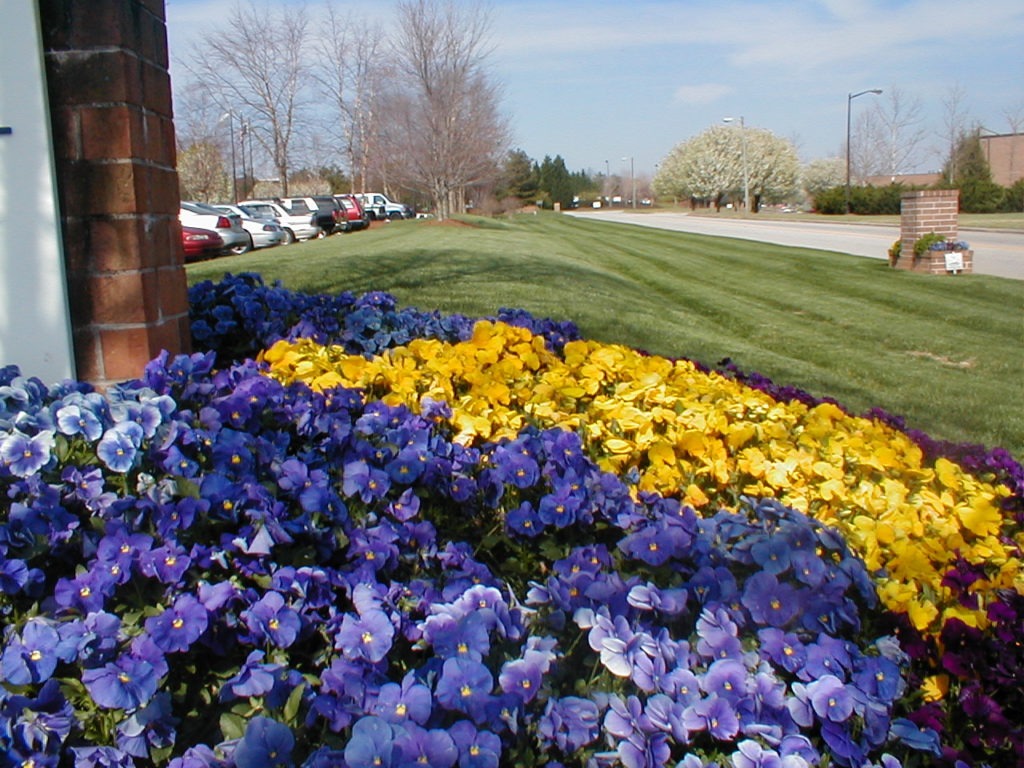 Close up of a flowerbed freshly installed by our commercial landscape design team.